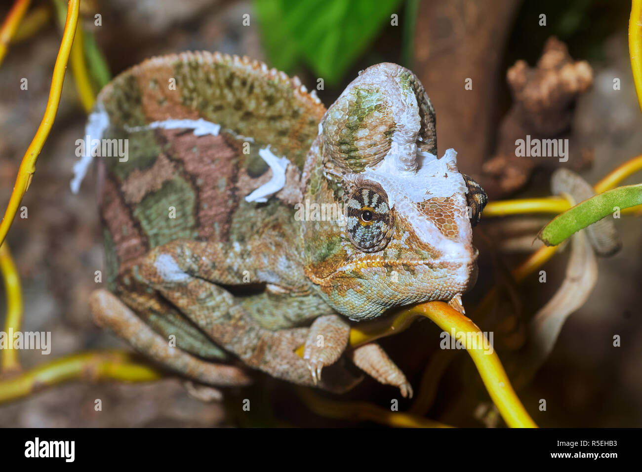 Ritratto del camaleonte velato (Chamaeleo calyptratus) Foto Stock