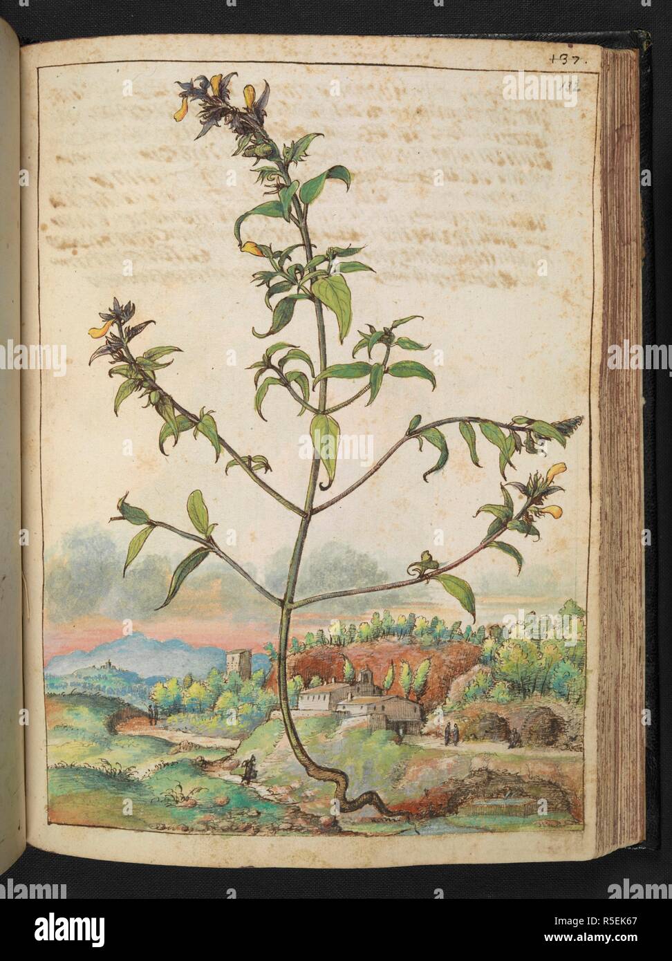 Impianto di alti con il verde delle foglie e fiori di colore giallo. Disegni colorati di piante, copiato dalla natura negli Stati Romani, da Gerardo Cybo. Vol. I. Pietro Andrea Mattioli, medico, di Siena: estratti dalla sua edizione di Dioscoride' 'de re Medica':. L'Italia, c. 1564-1584. Fonte: Aggiungi. 22332 f.132. Lingua: Italiano. Autore: Cybo, Gheraldo. Foto Stock