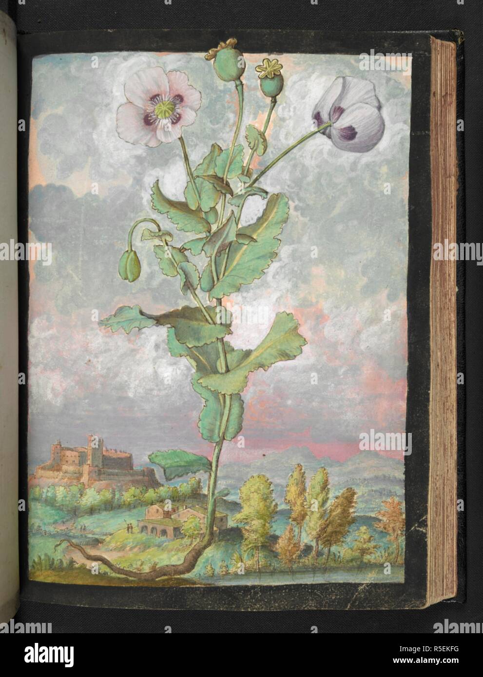 Un impianto con petali di colore bianco. Disegni colorati di piante, copiato dalla natura negli Stati Romani, da Gerardo Cybo. Vol. I. Pietro Andrea Mattioli, medico, di Siena: estratti dalla sua edizione di Dioscoride' 'de re Medica':. L'Italia, c. 1564-1584. Fonte: Aggiungi. 22332 f.108. Lingua: Italiano. Autore: Cybo, Gheraldo. Foto Stock