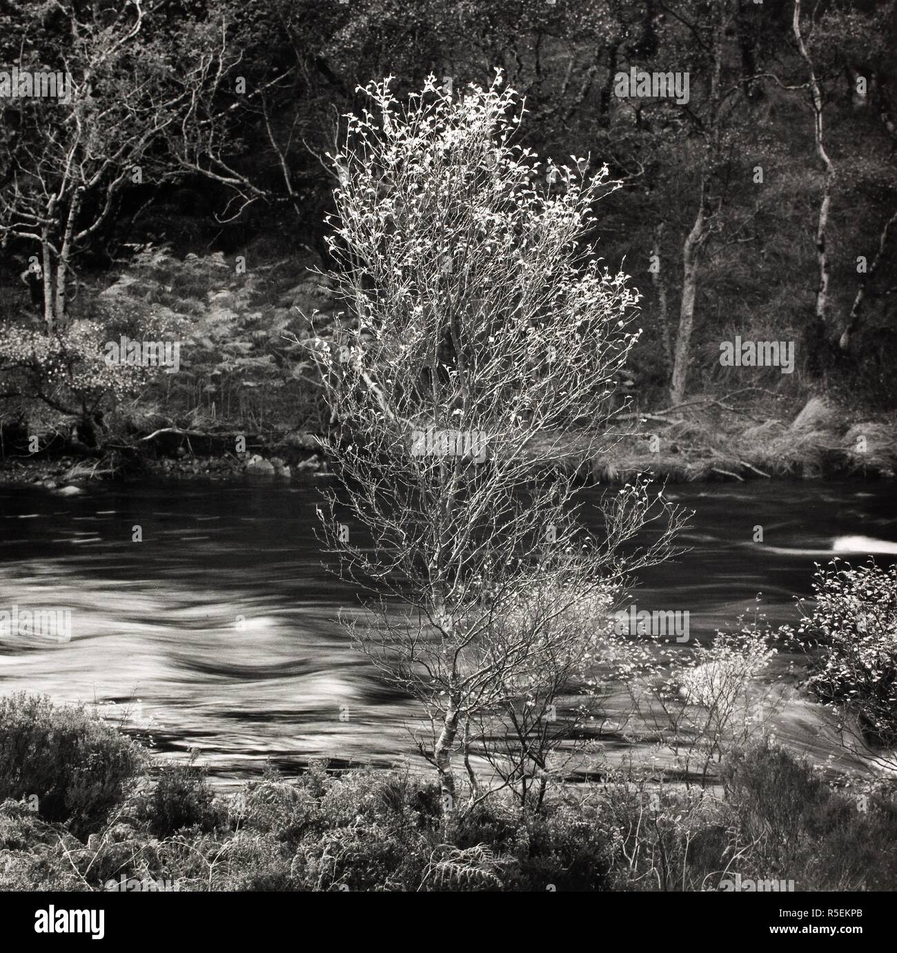 Argento Betulla, Inverkirkaig 1979. Argento Betulla, Inverkirkaig 1979. Fotografia di Fay Godwin. . Fonte: FG 433-3-6. Foto Stock