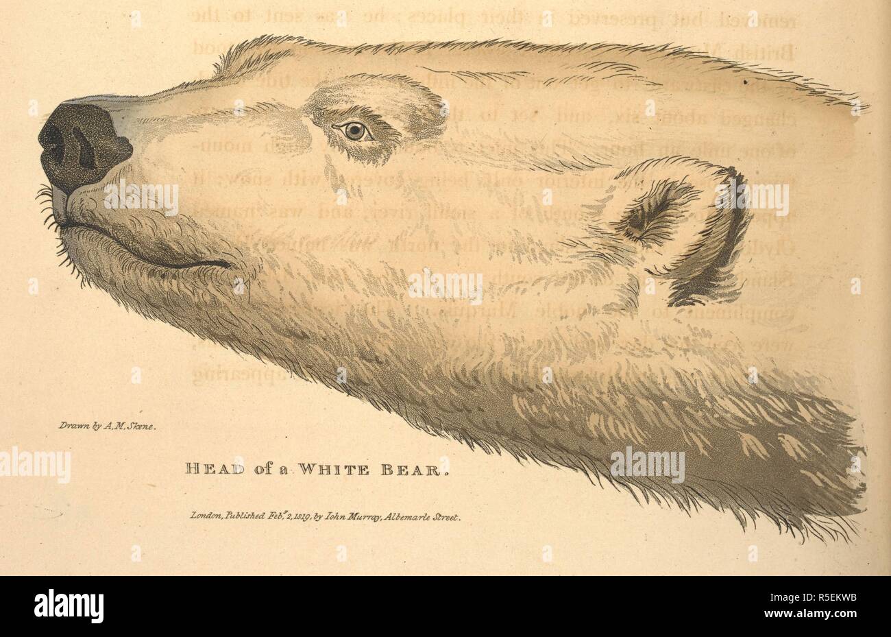Testa di un orso bianco. Ufficiale di un secondo viaggio per la scoperta di un passaggio a nord-ovest dall'Atlantico al Pacifico; eseguita negli anni 1821-22-23, nella sua maestà la furia delle navi e Hecla, sotto gli ordini di ... W. E. P. ... Illustrato da numerosi piatti. (L'appendice a Capt. Parrys ufficiale di un secondo viaggio. Appendice zoologico ... Da J. Richardson.-botanico appendice. ... Dal Professor Hooker.). Londra : J. Murray, 1824-25. Fonte: G.7394 piastra opposto pagina 199. Autore: Parry, Sir William Edward. Foto Stock