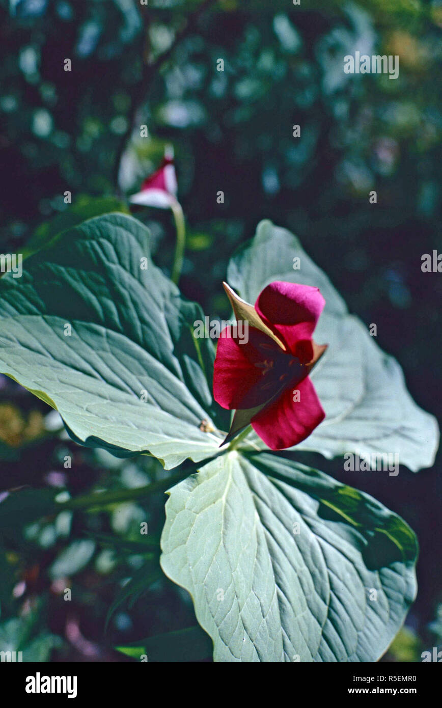 Viola wake-robin trillium,Great Smoky Mountains National Park,Tennessee Foto Stock