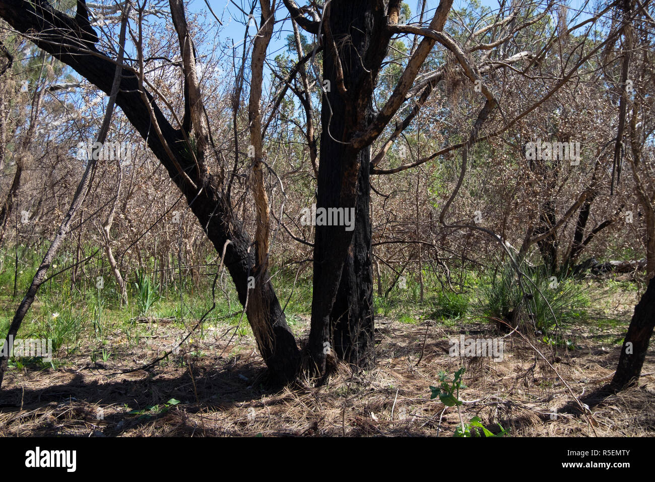 Alberi bruciati con ri-crescita in King's Park a Perth in Australia. Foto Stock