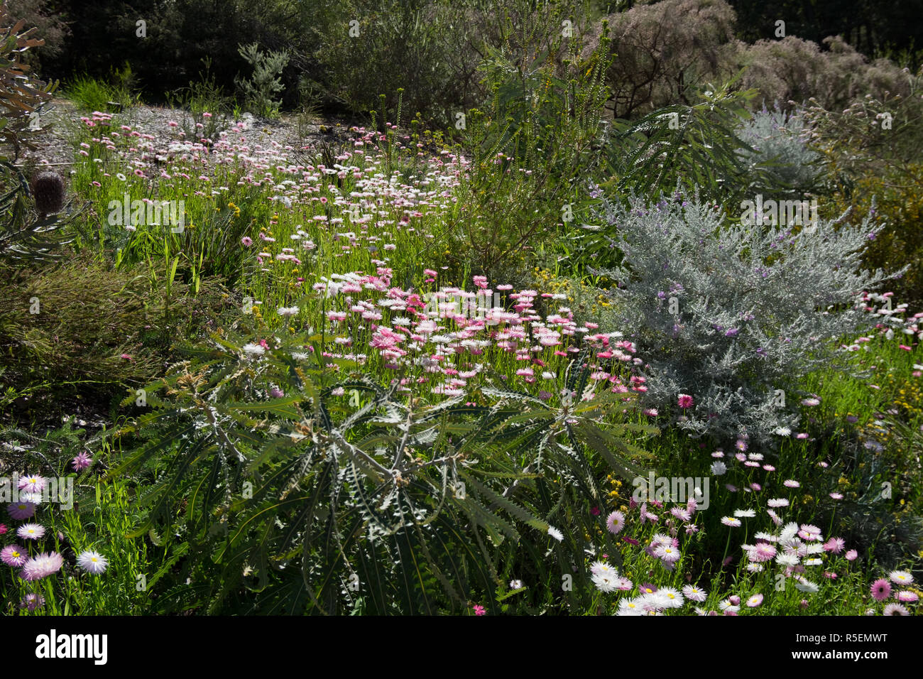 Bella nativi fiori selvaggi e piante locali presso il giardino botanico in Perth. In primavera la fioritura. Foto Stock