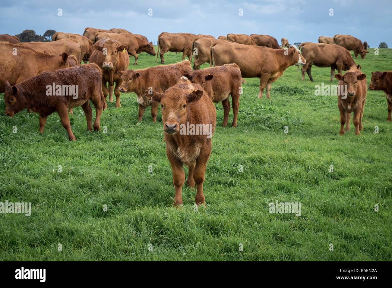 Bella mucche marrone sotto la pioggia in una fattoria vicino a Esperance in Western Australia. Foto Stock