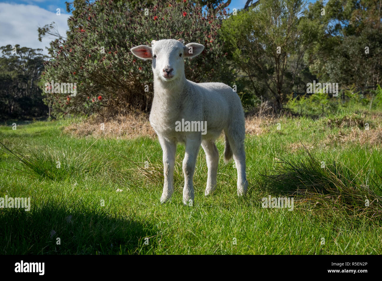 Un neonato di agnello godendo la mattina in una fattoria vicino a Albany, Western Australia. Foto Stock