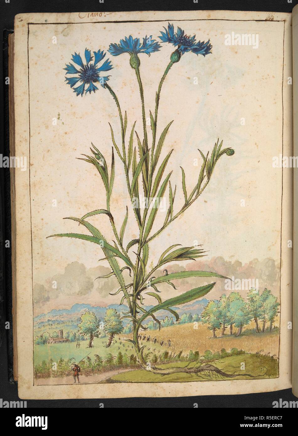 Un fiore con petali di colore blu. Disegni colorati di piante, copiato dalla natura negli Stati Romani, da Gerardo Cybo. Vol. I. Pietro Andrea Mattioli, medico, di Siena: estratti dalla sua edizione di Dioscoride' 'de re Medica':. L'Italia, c. 1564-1584. Fonte: Aggiungi. 22332 f.177v. Lingua: Italiano. Autore: Cybo, Gheraldo. Foto Stock