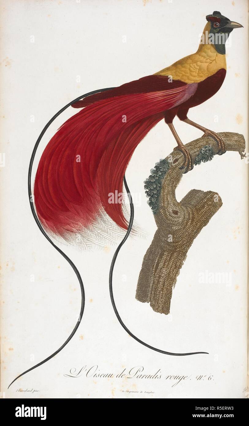 L'Oiseau de Paradis rouge. No.6 (uccello del paradiso.). Histoire Naturelle des oiseaux de Paradis et des Rolliers, suivie de celle des tucani et des Barbus. Parigi, 1806. Fonte: 39.i.7-8 piastra 6. Autore: Le Vaillant, FranÃ§OIS. BARRABAND, JACQUES. Foto Stock