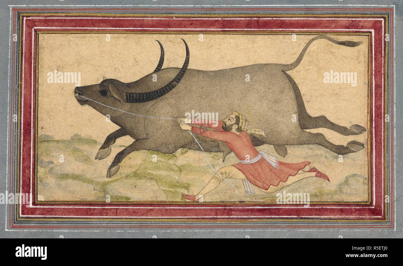 Un runaway buffalo inseguito dal suo detentore. Deccan, c.1700. Disegno colorato; su un album leaf con bordo rosso e blu di margine. 78 da 155 mm; Pagina 351 da 230 mm. Fonte: J.14, 11v. Autore: ANON. Foto Stock