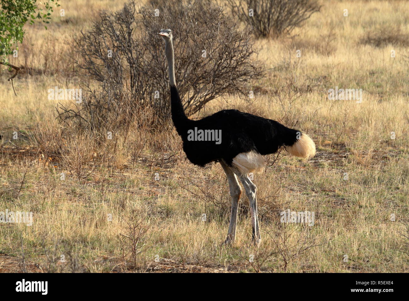 Lo struzzo nella savana africana in kania Foto Stock