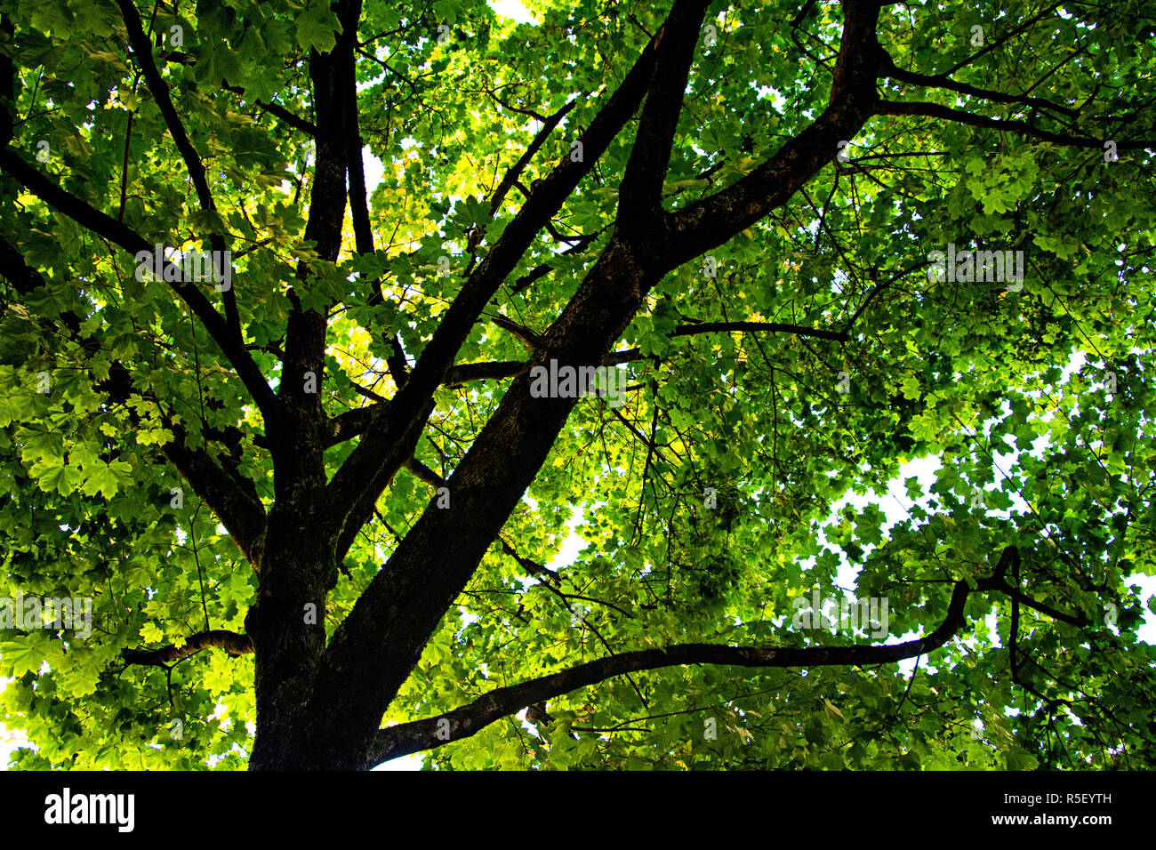 Treetop nell'albero a foglie decidue Foto Stock