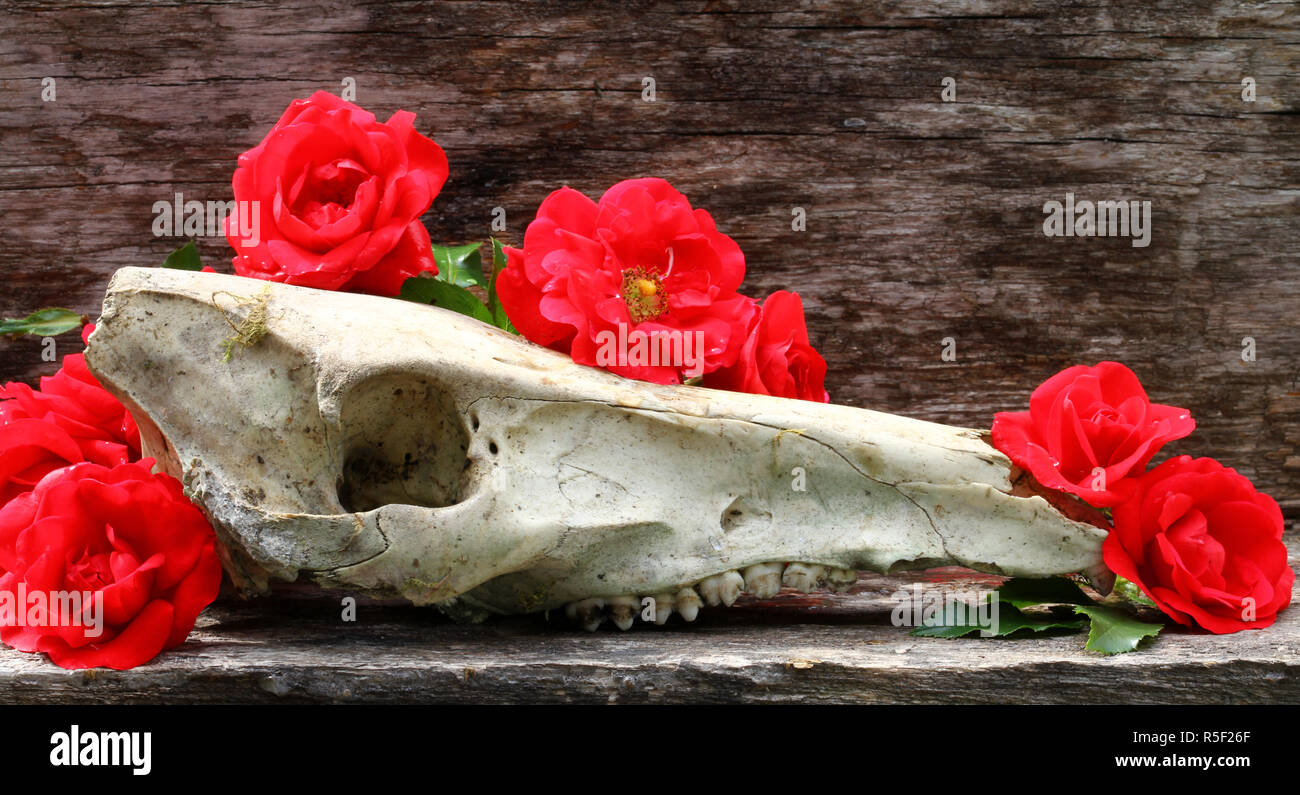 Natura morta con rose rosse Foto Stock