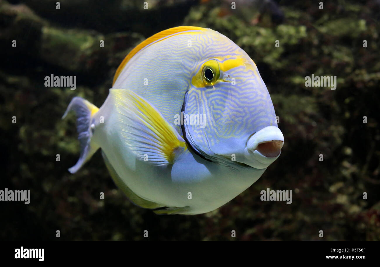 Close-up di eye-patch doctor fish acanthurus dussumieri Foto Stock