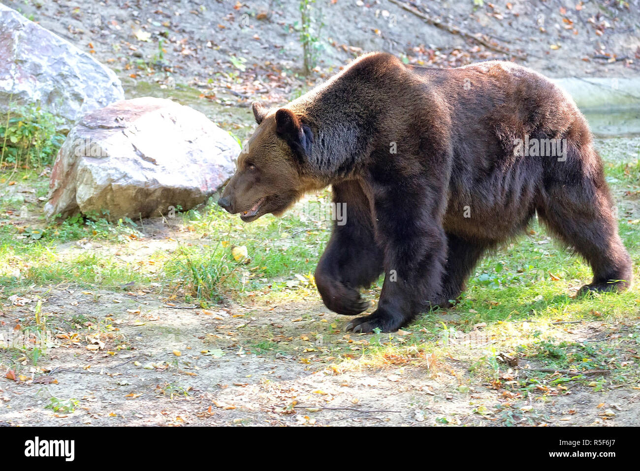 Orso bruno nel selvaggio Foto Stock