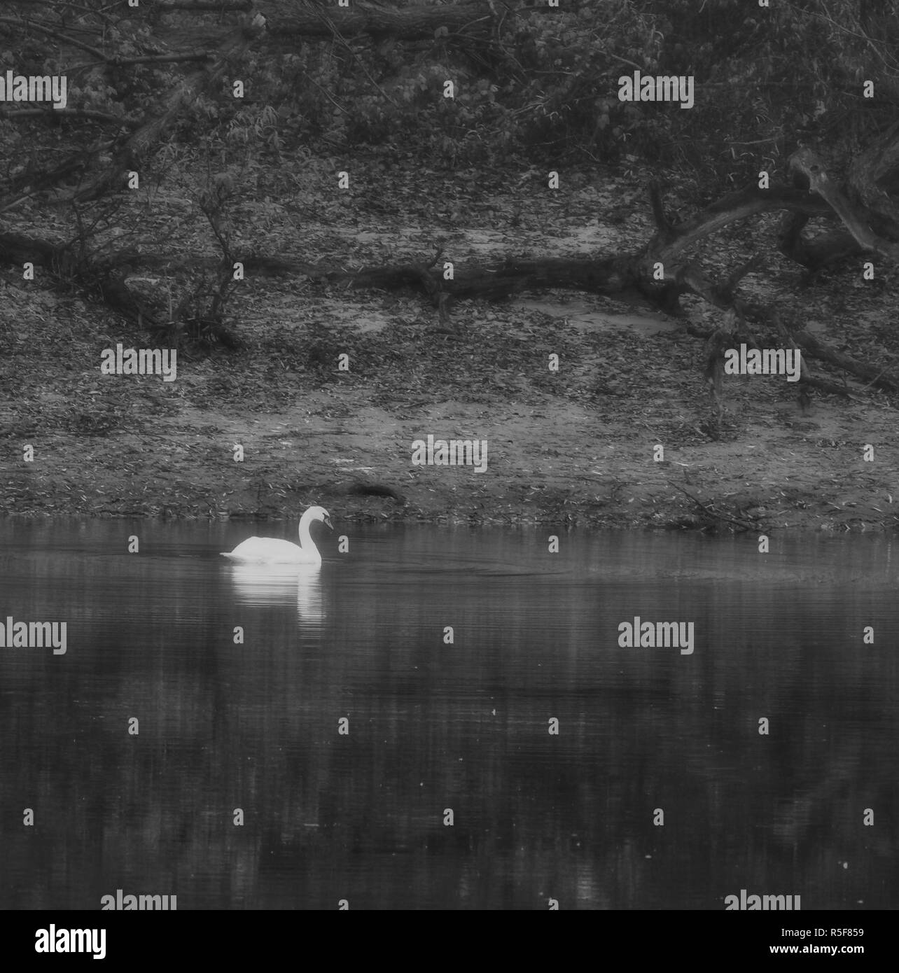 Swan nuotare in acqua ancora rhein river a Rudesheim Foto Stock
