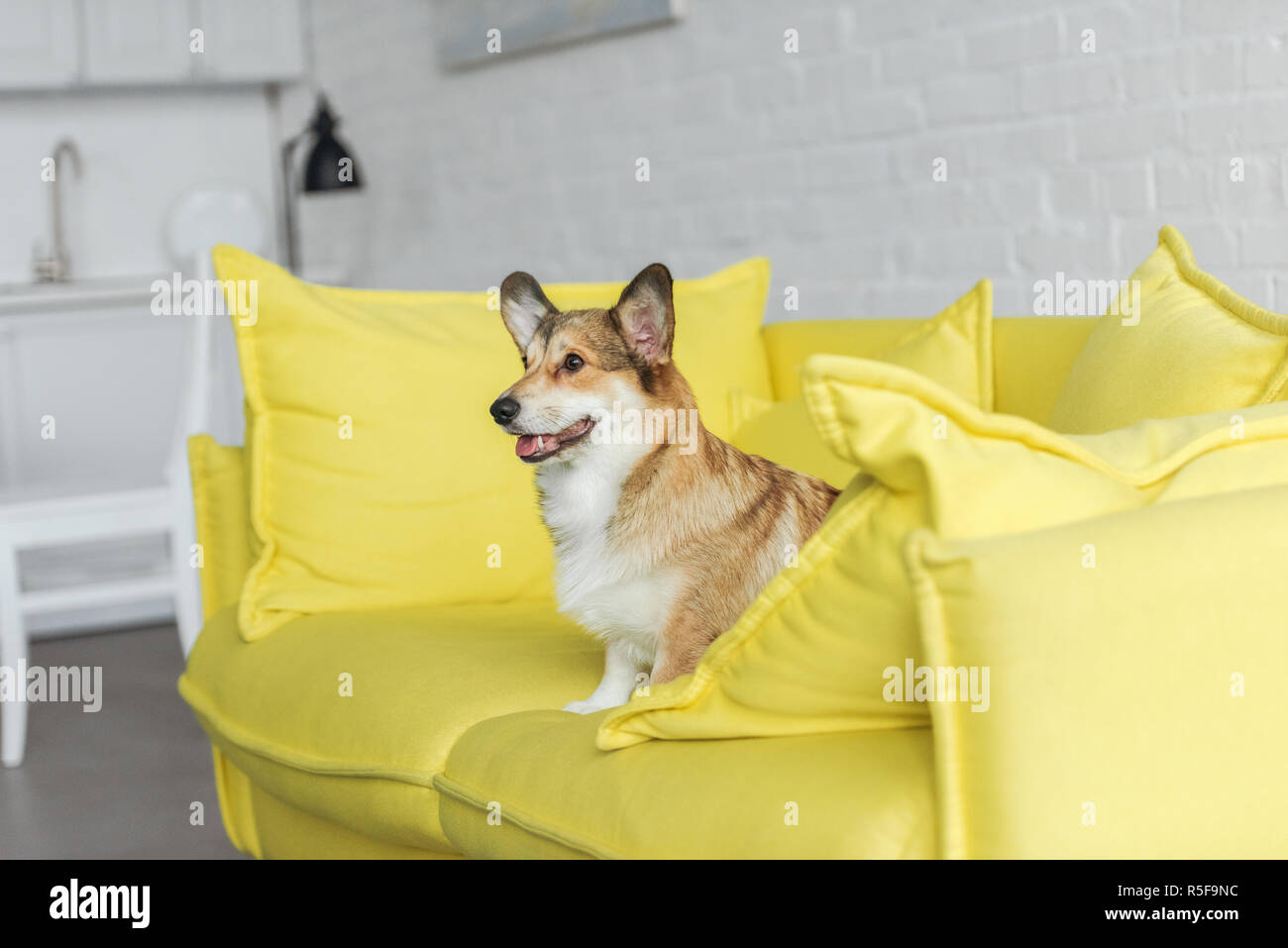 Simpatico cane corgi seduto sul divano giallo a casa e guardando lontano Foto Stock