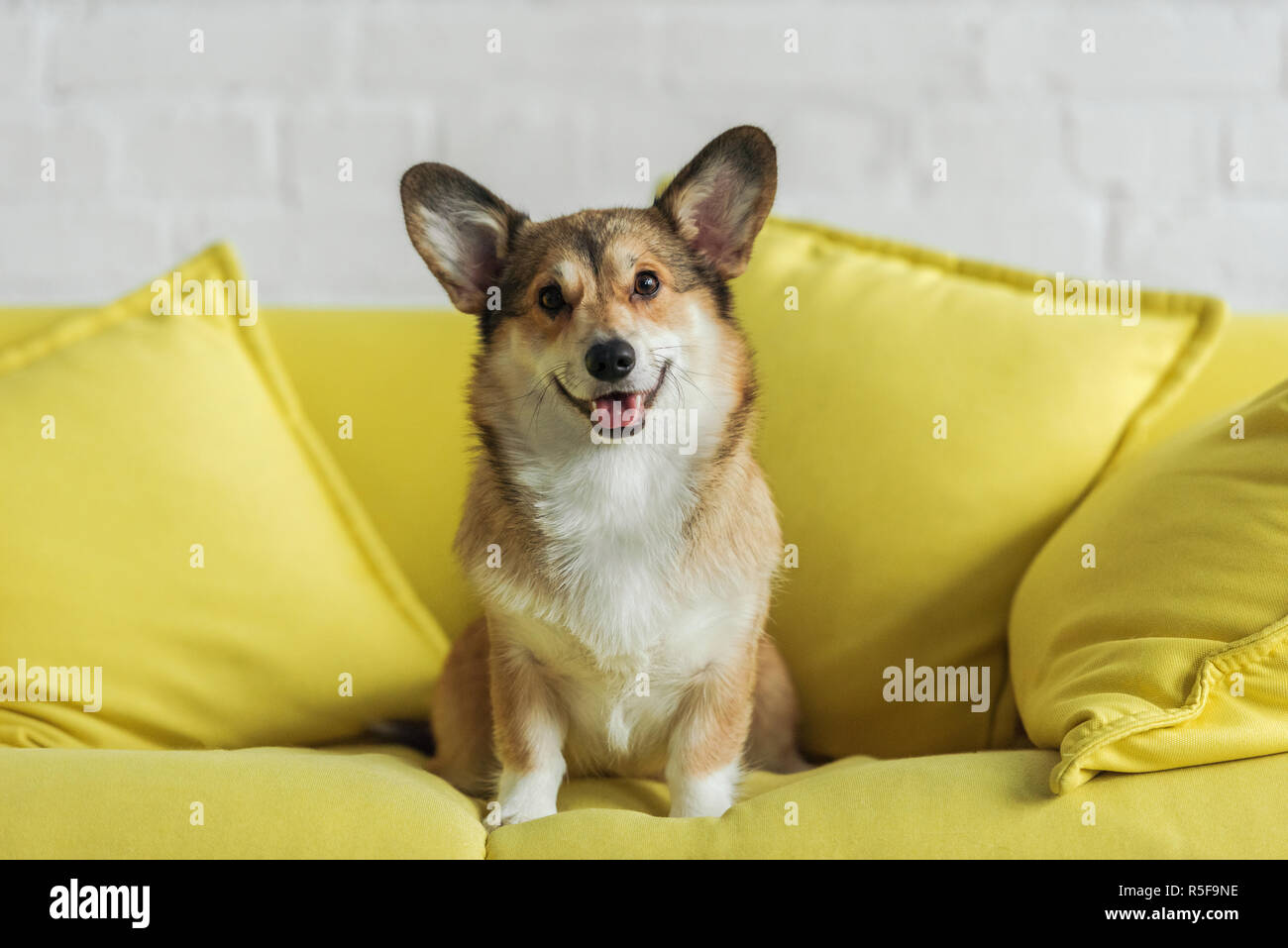 Simpatico cane corgi seduto sul divano giallo a casa e guardando la fotocamera Foto Stock