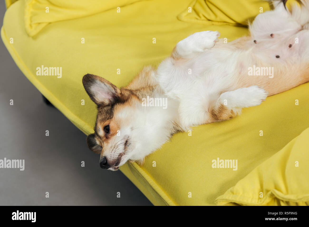 Adorabile cane corgi giacente sul retro sul divano giallo e guardando verso il basso Foto Stock