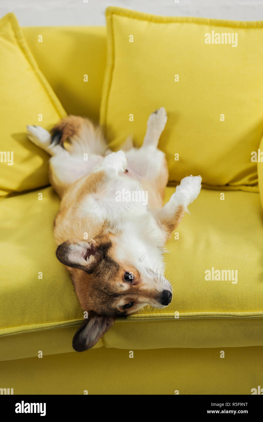 Adorabile cane corgi giacente sul retro sul divano giallo Foto Stock