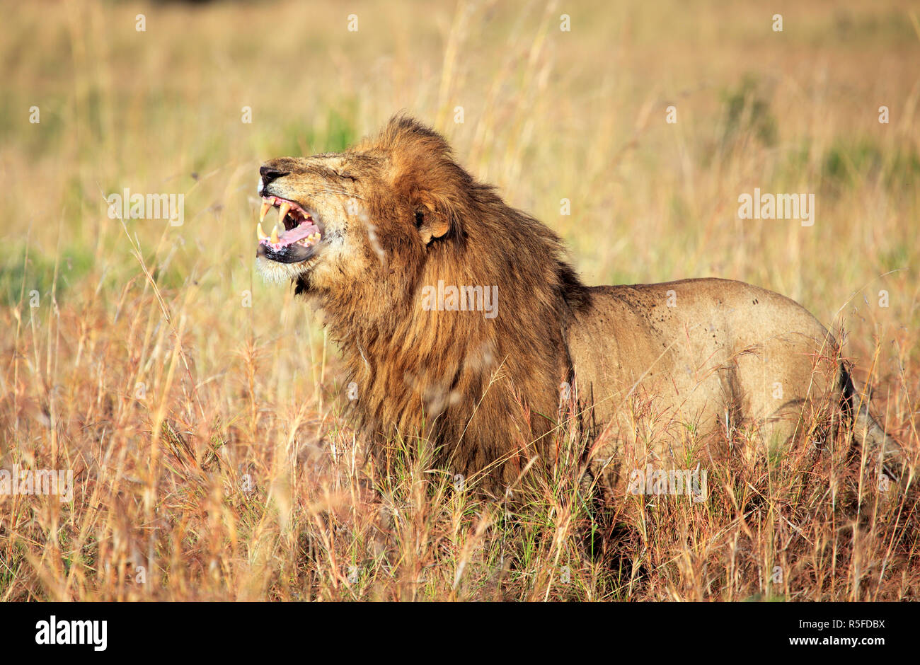 Lion (Panthera leo), Kidepo national park, Uganda, Africa orientale Foto Stock