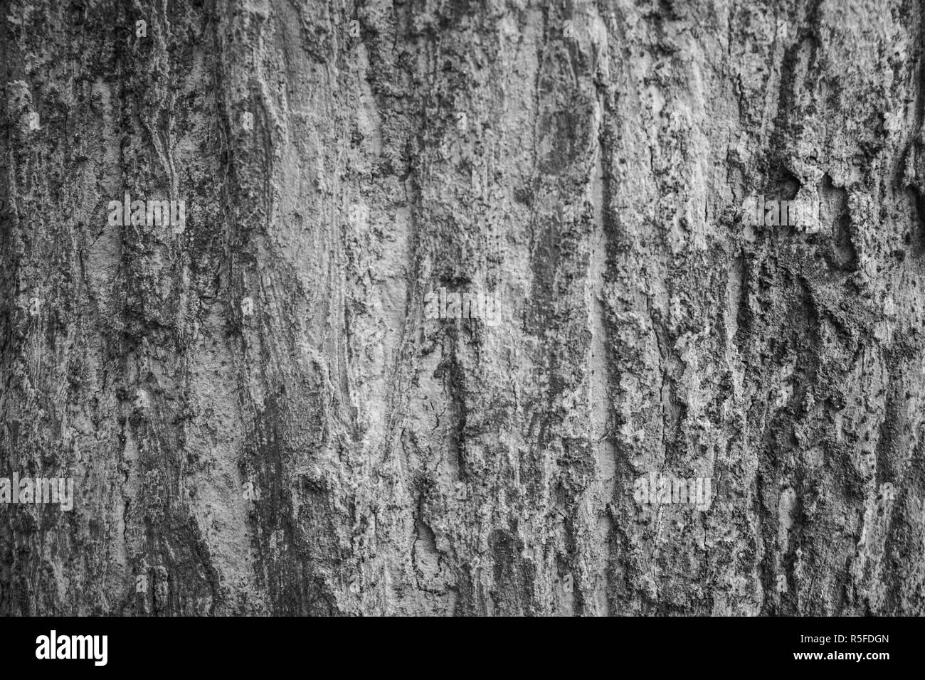 Legno jati texture con i colori nero e bianco preso in java centrale indonesia Foto Stock