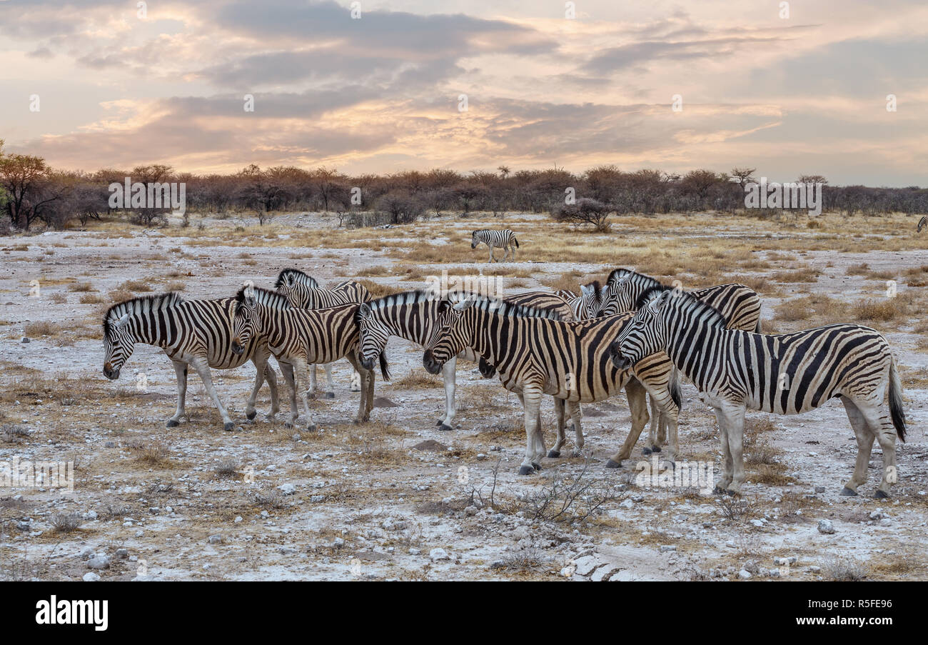 Zebra nel bush africano. Africa Safari Foto Stock