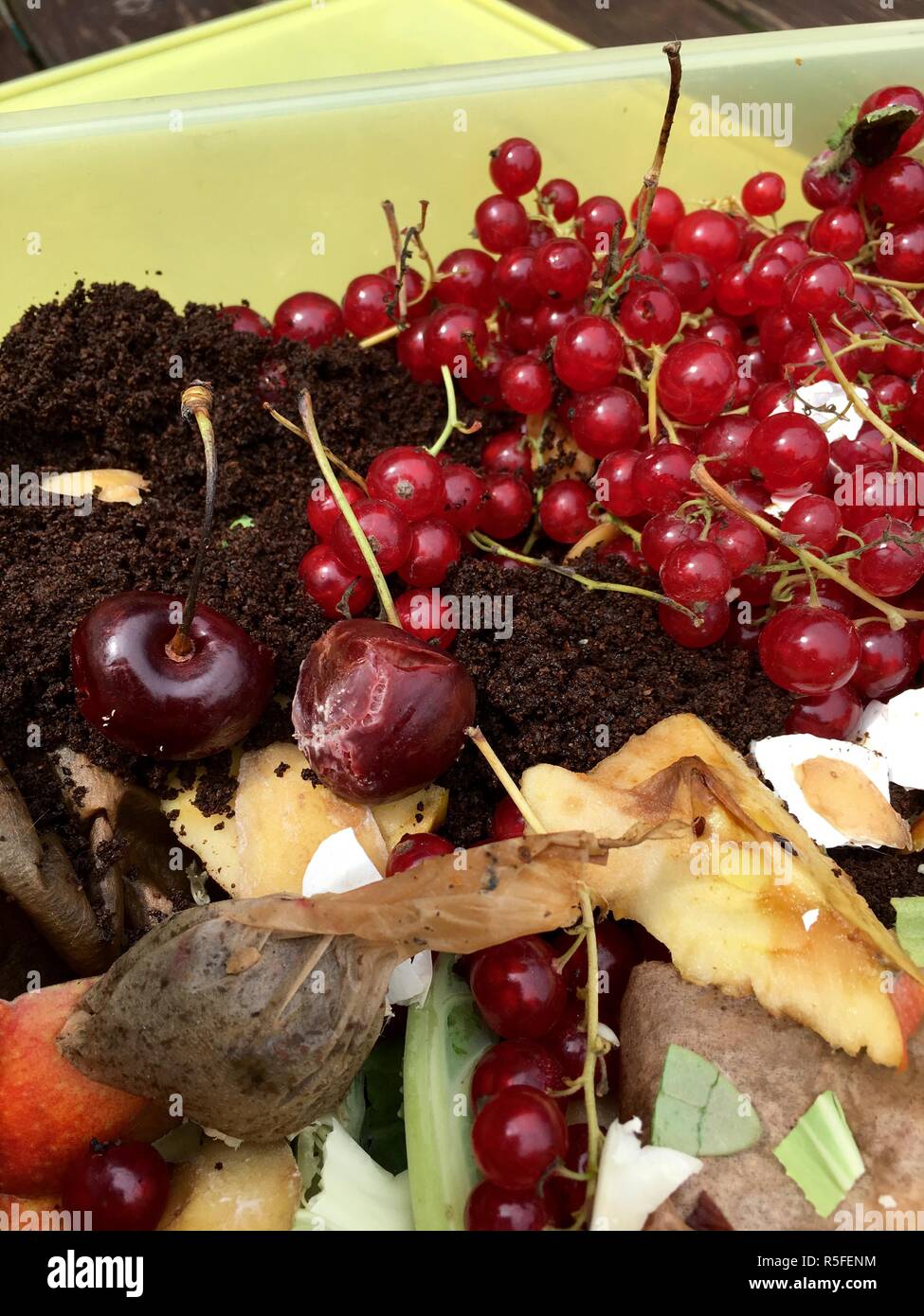 Fresco di rifiuti organici con uve secche di Corinto in un contenitore in plastica Foto Stock