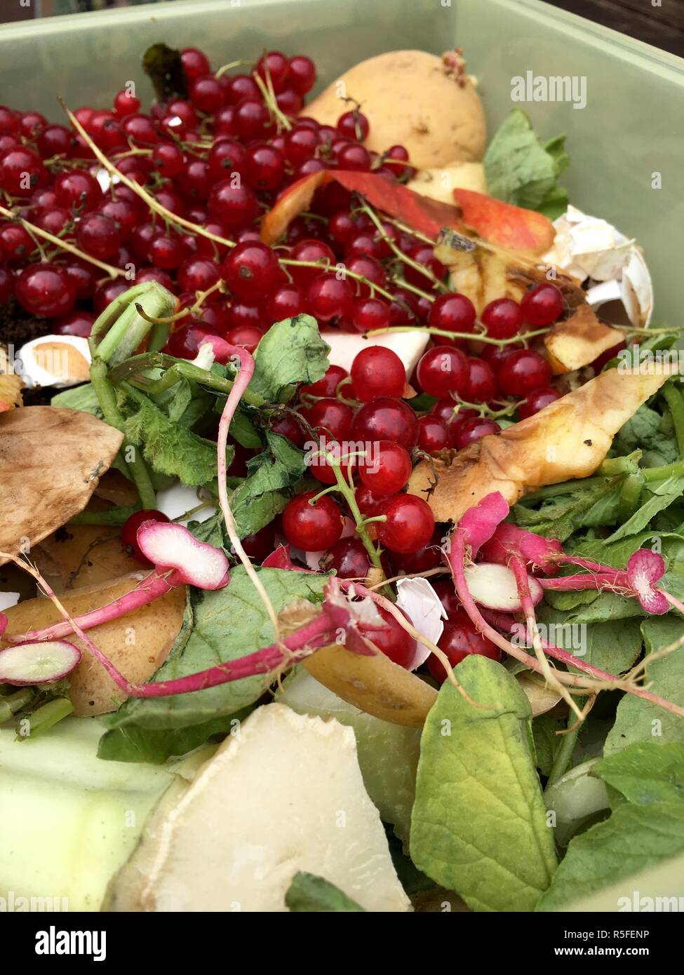 Fresco di rifiuti organici con uve secche di Corinto in un contenitore in plastica Foto Stock
