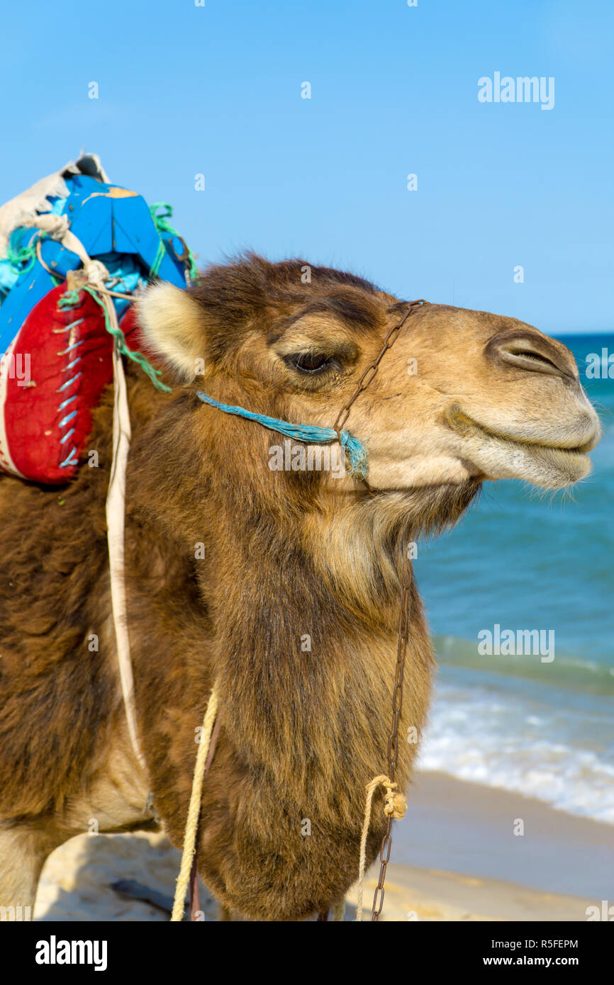 Un dromedario per correre sulla spiaggia della Tunisia Foto Stock