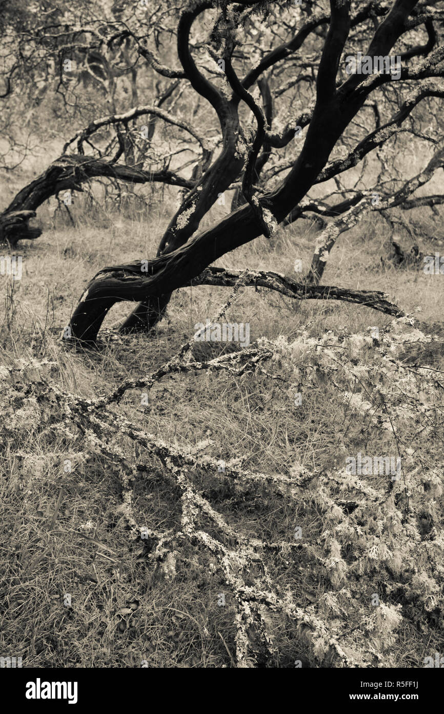 Stati Uniti d'America, la California, la California del Nord, Sonoma Wine Country, Glen Ellen, Jack London State Historical Park, ex tenuta di scrittore Jack London, inverno estate fogliame Foto Stock