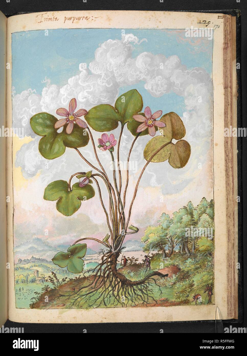 Un impianto con petali di rosa. Disegni colorati di piante, copiato dalla natura negli Stati Romani, da Gerardo Cybo. Vol. I. Pietro Andrea Mattioli, medico, di Siena: estratti dalla sua edizione di Dioscoride' 'de re Medica':. L'Italia, c. 1564-1584. Fonte: Aggiungi. 22332 f.170. Lingua: Italiano. Autore: Cybo, Gheraldo. Foto Stock