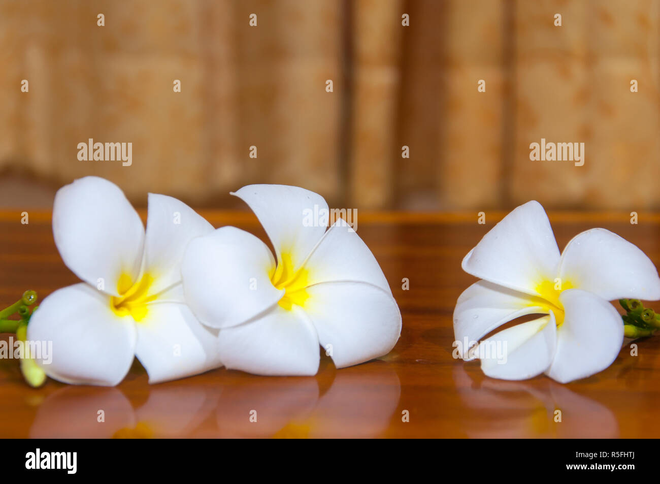 White Plumeria Pudica flora Foto Stock