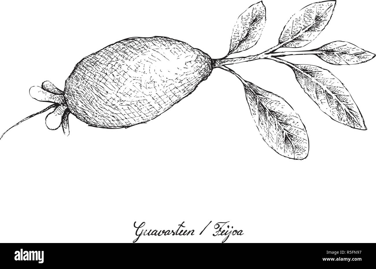 Frutti tropicali, illustrazione di mano il bozzetto Guavasteen, Feijoa o Acca Sellowiana frutto isolato su sfondo bianco. Illustrazione Vettoriale