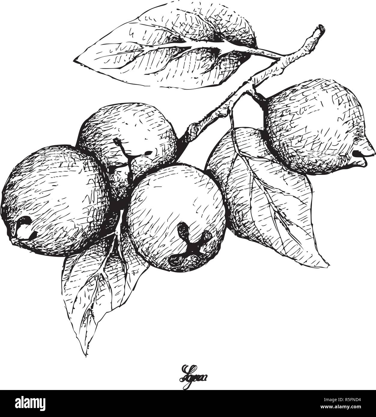 Frutti tropicali, illustrazione di mano il bozzetto di limone o Guava Psidium Littorale frutti isolati su sfondo bianco. Illustrazione Vettoriale