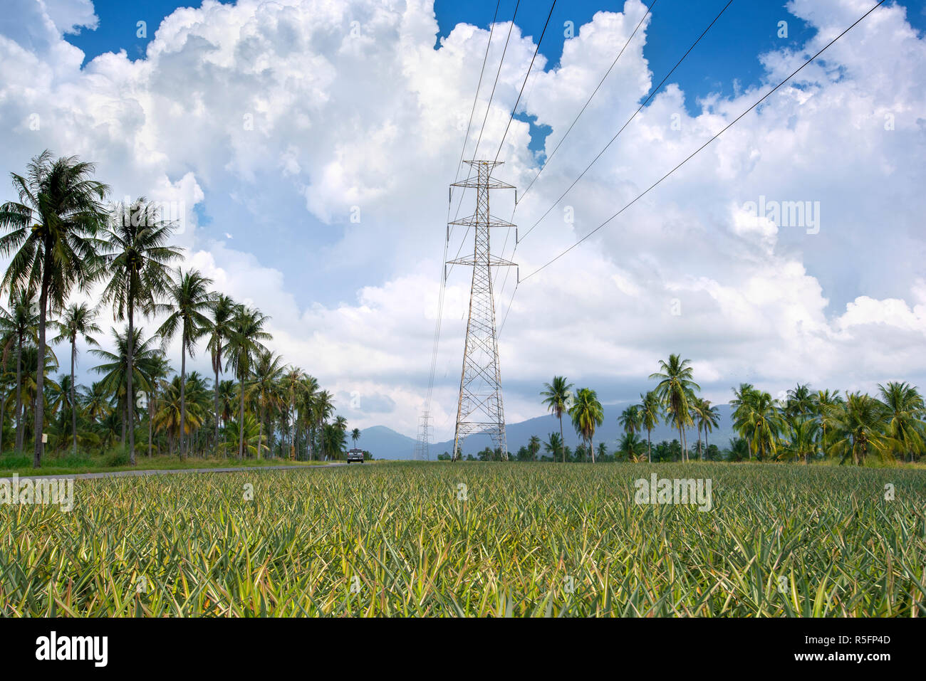 Elettricità in pole nella fattoria di ananas Foto Stock