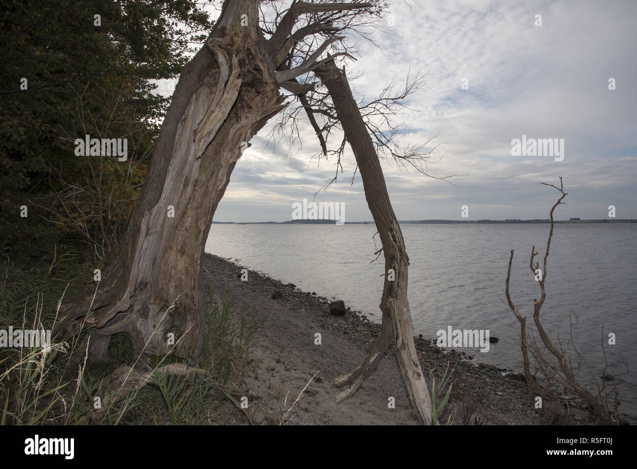 Höft Reddevitzer è a 4 km dalla lunga penisola a sud-est di Ruegen isola terminante in spiagge sabbiose. Foto Stock