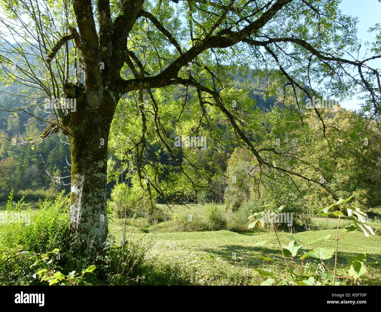 Autunno prato con alberi Foto Stock