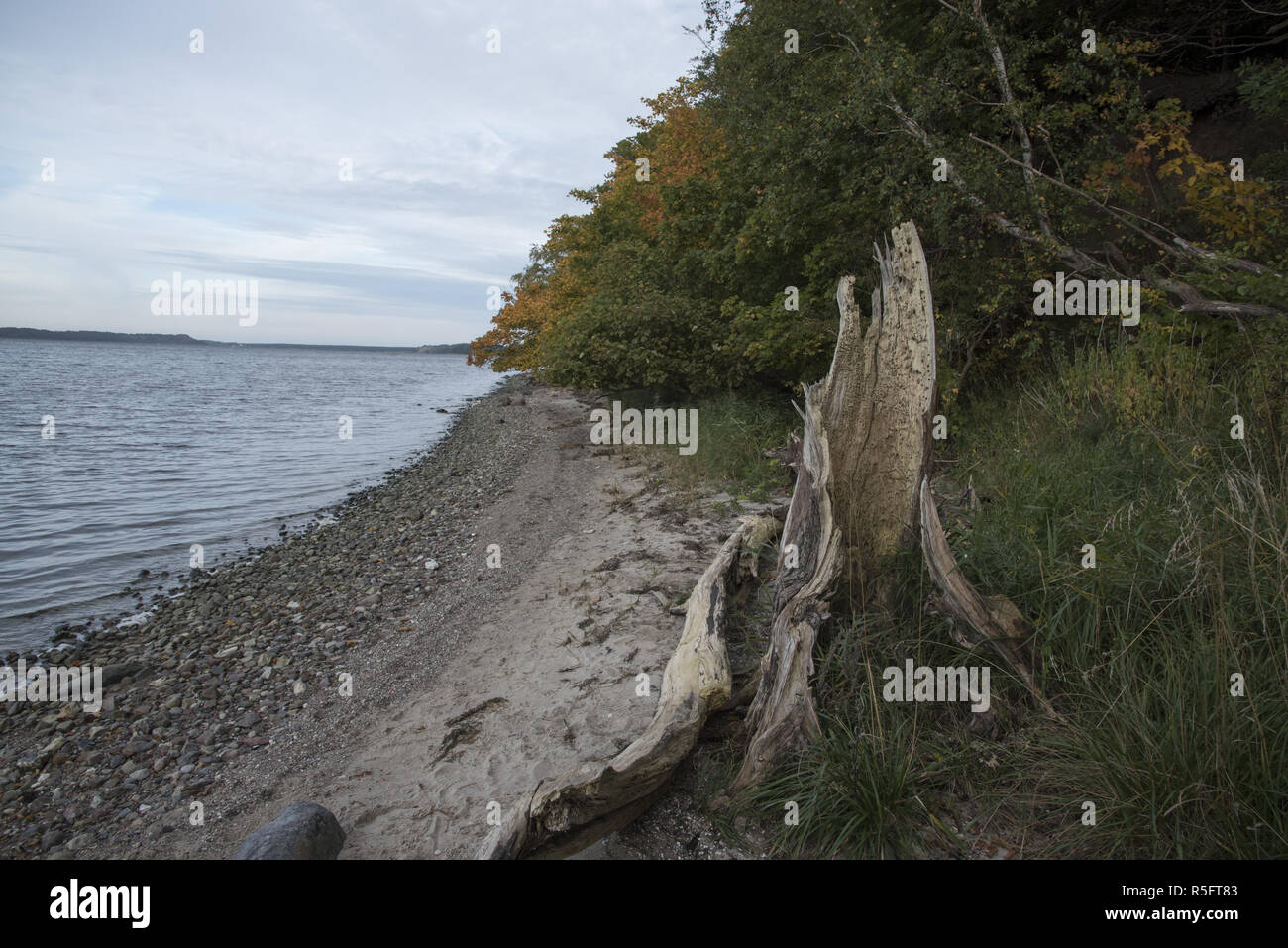 Höft Reddevitzer è a 4 km dalla lunga penisola a sud-est di Ruegen isola terminante in spiagge sabbiose. Foto Stock