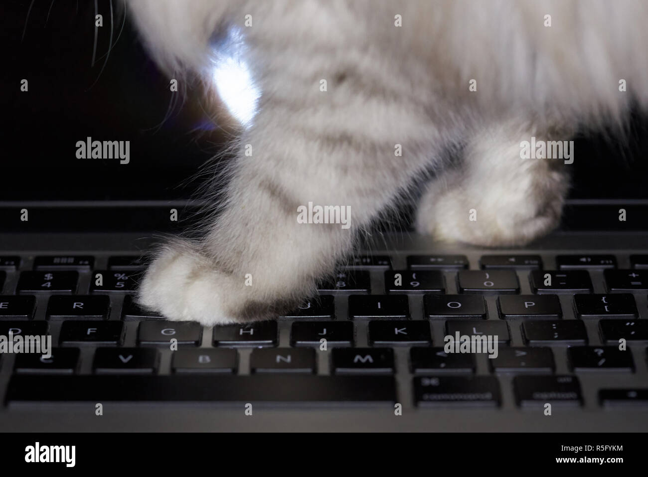 Cat camminando sulla tastiera del notebook close up. Cat giocare con il computer portatile Foto Stock