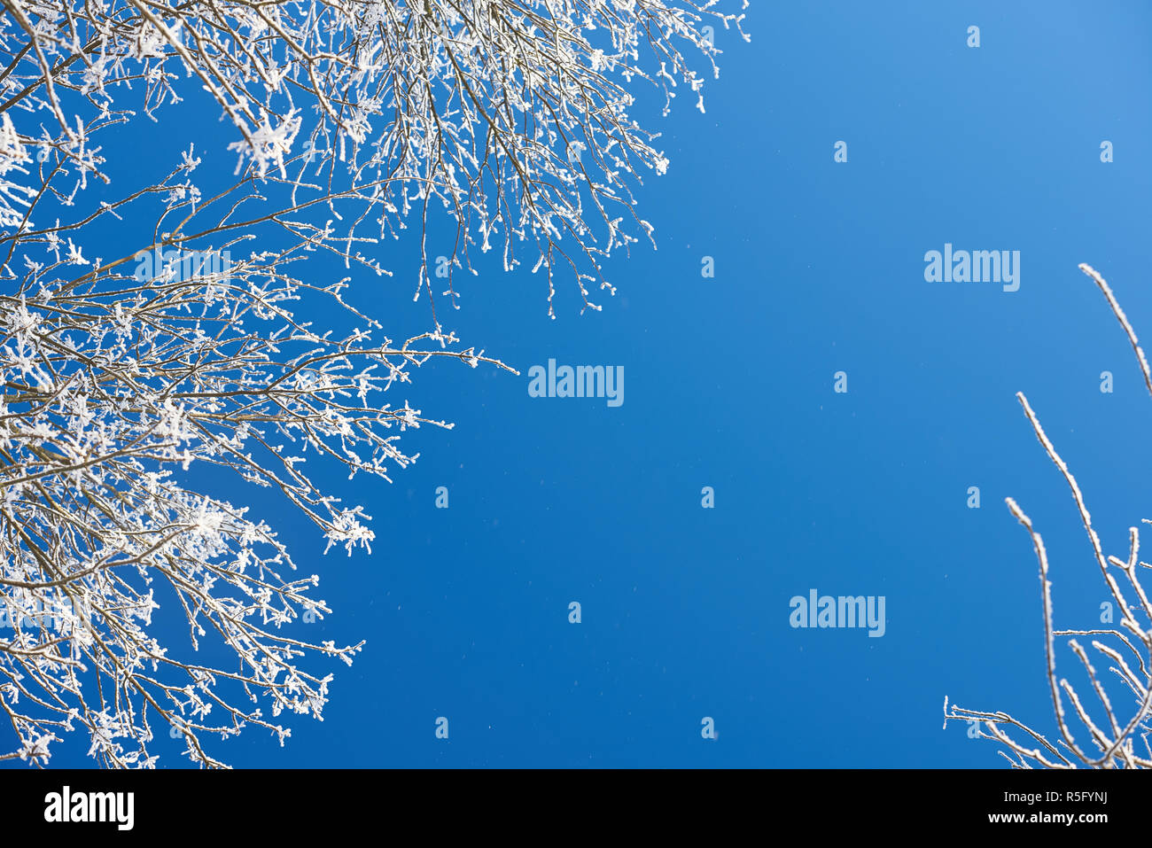 Inverno sfondo stagionali. I rami degli alberi sotto la neve in inverno blu cielo chiaro Foto Stock