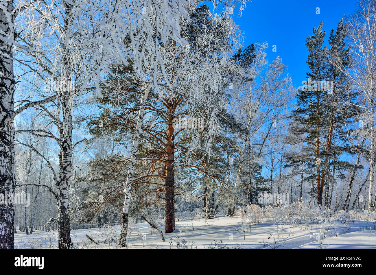 Foresta di inverno con neve e brina coperto a bright tempo soleggiato e tracciato di sci sulla neve scintillante superficie - meraviglioso paesaggio invernale Foto Stock