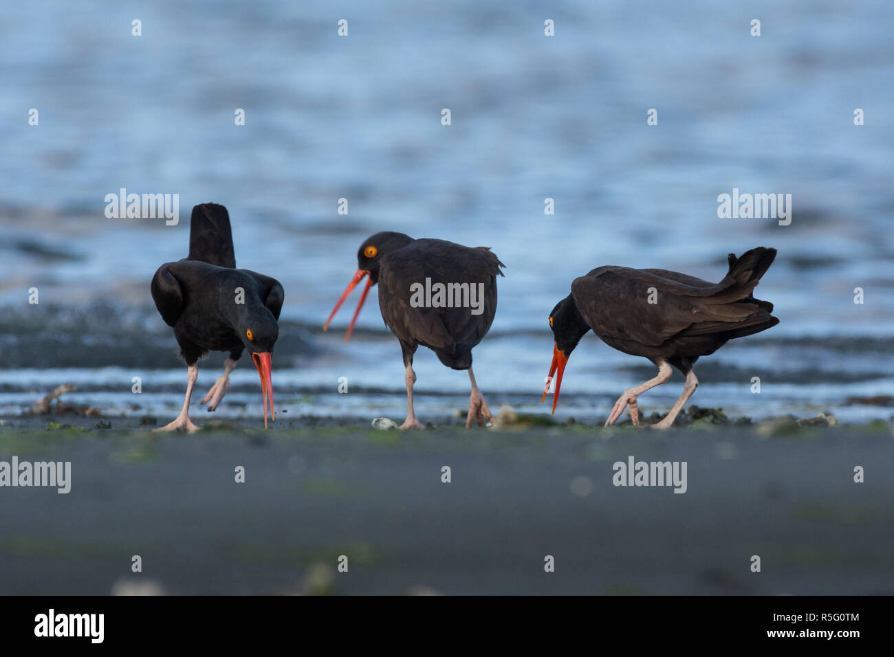 Oystercatcher nero - rituali di corteggiamento Foto Stock