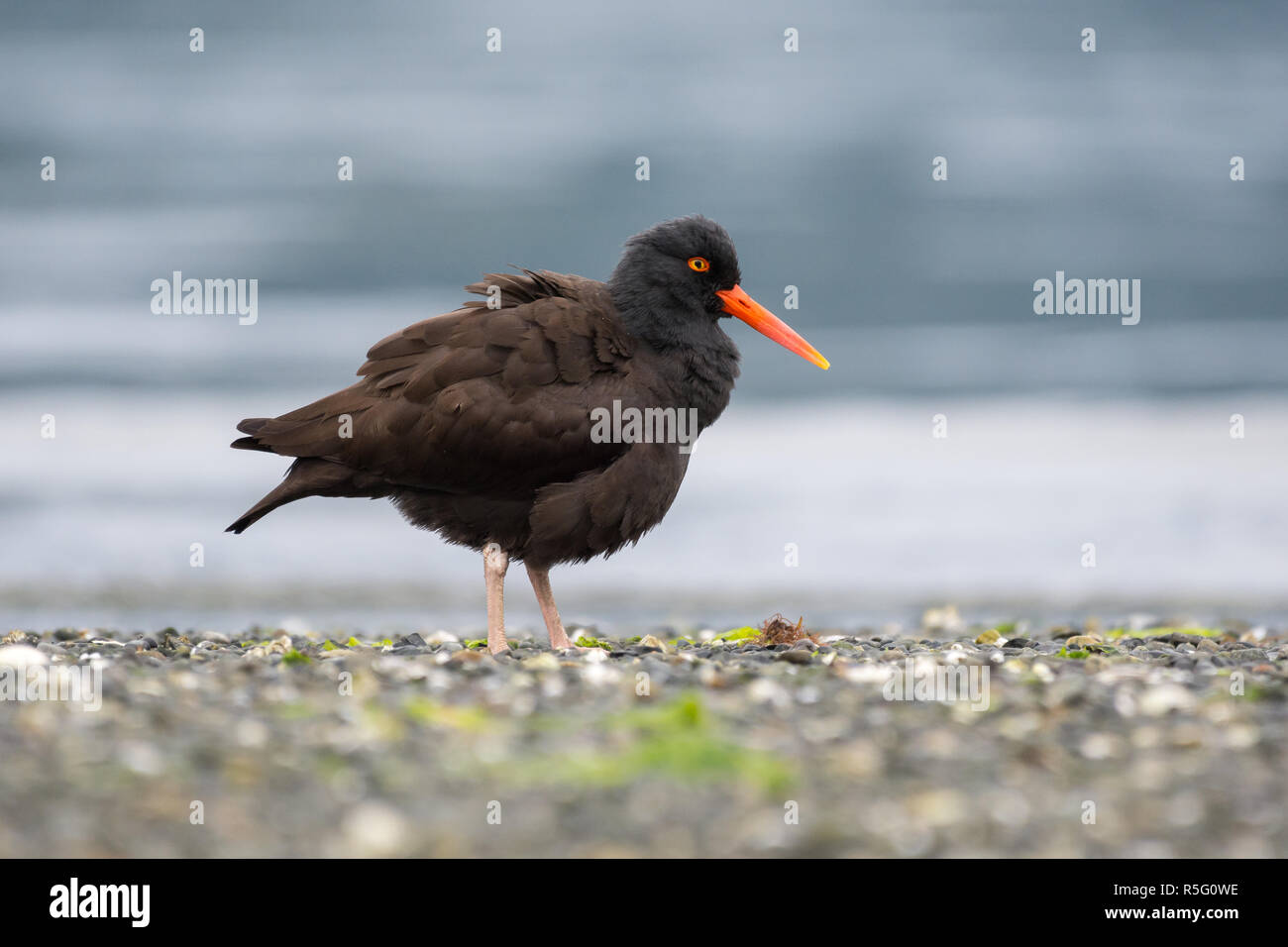 Oystercatchers nero Foto Stock