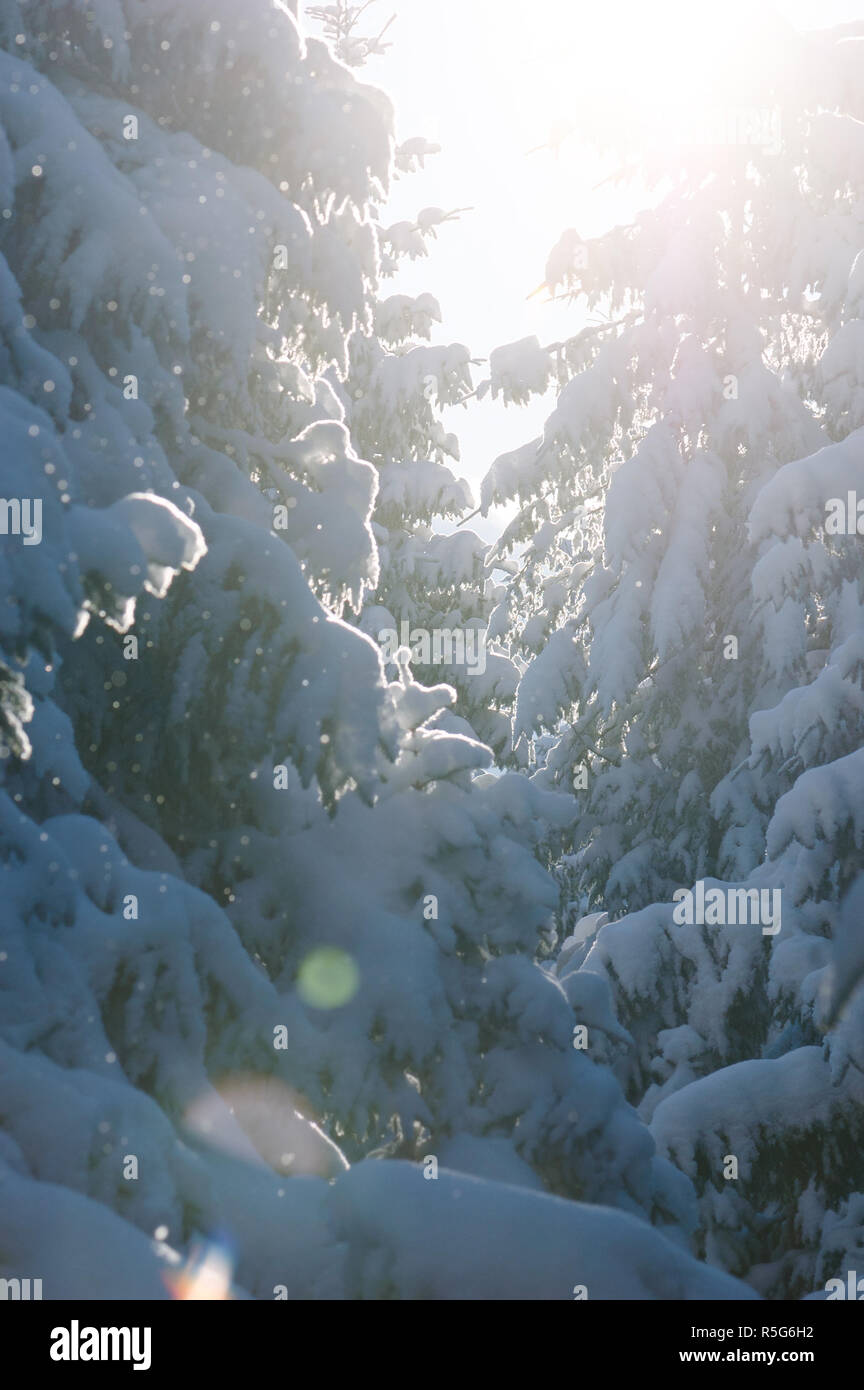 La foresta di abete rosso nella neve. In inverno la bellezza della natura con retroilluminazione. Tempo soleggiato al disgelo Foto Stock