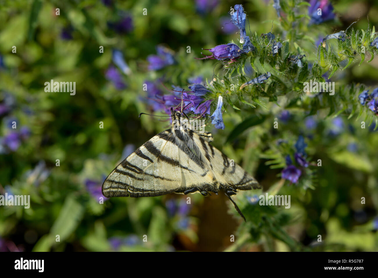 Sailfoot aspira il nettare su un fiore Foto Stock