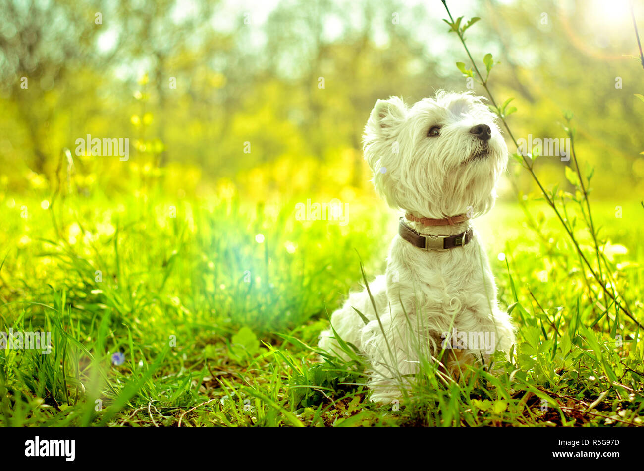 West Highland White Terrier sull'erba Foto Stock