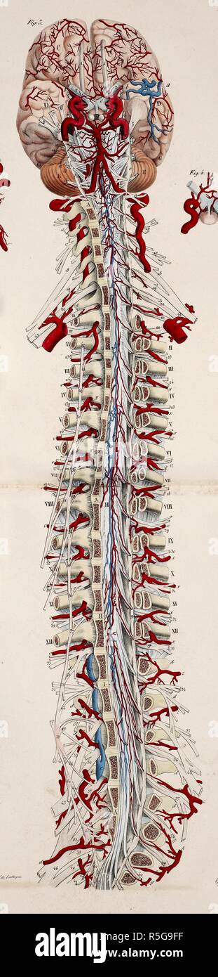 Disegno anatomico. Cervello. Il midollo spinale. La colonna vertebrale. Scheletro. Le ossa. Planches anatomiques du corps humain executeÌes dâ€™apreÌ€s les naturelles dimensioni. Parigi Francia 1826. Stampa anatomica del corpo umano con dimensioni naturali. Cervello. Il midollo spinale. La colonna vertebrale. Scheletro. Le ossa. ANTOMMARCHI, C. Francesco. Planches anatomiques du corps humain executeÌes dâ€™apreÌ€s les dimensioni naturelles, accompagneÌes dâ€™ONU texte explicatif ... PublieÌEs par le cte de Lasteyrie. (Spiegazione des planches anatomiques, ecc.). Fonte: 1899.h.24 Tab.33 fig. 5. Lingua: Francese. Foto Stock