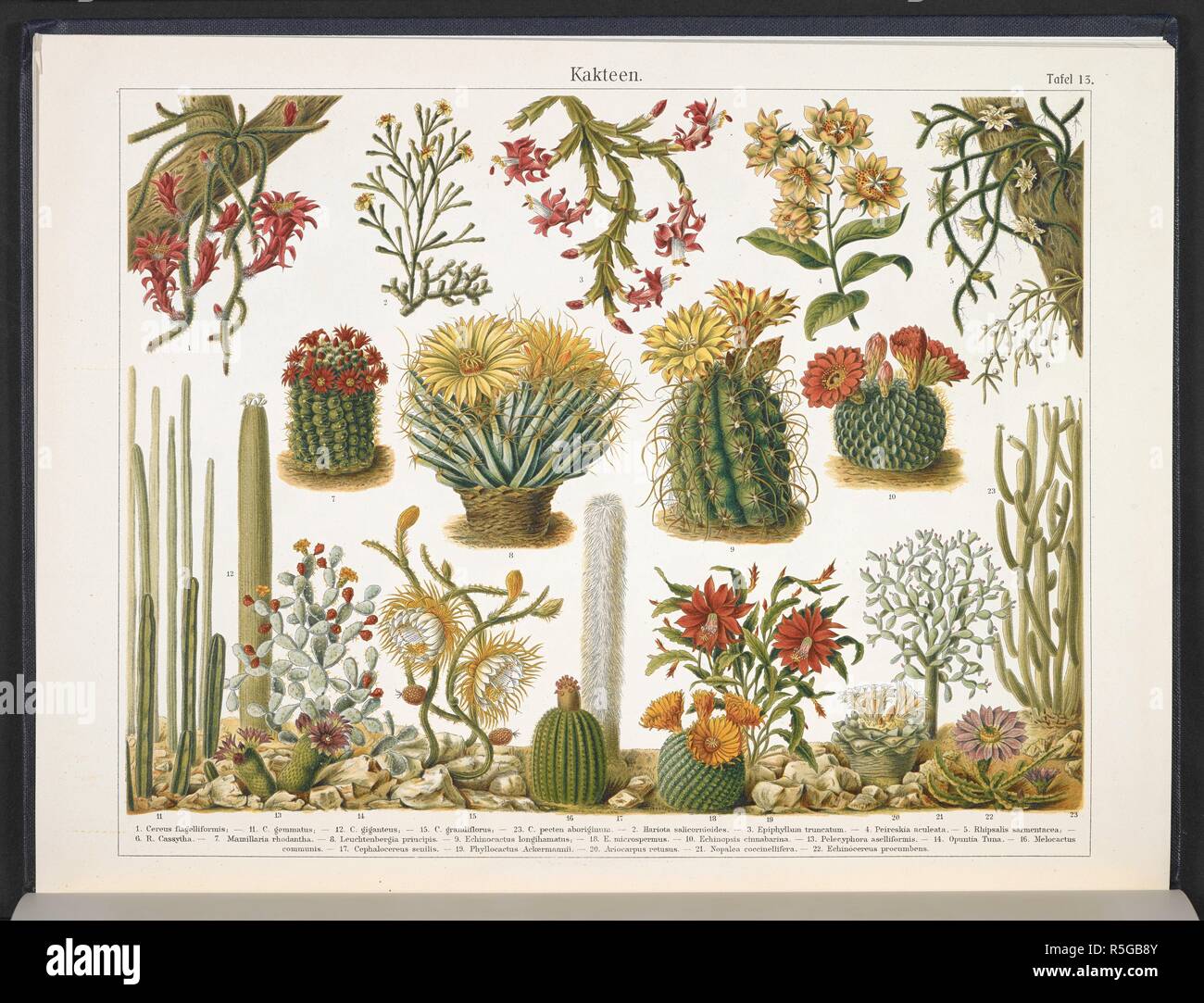 Kakteen. Cactus. Kunstformen der Natur / Ernst Heinrich Philipp August Haeckel. Leipzig : Bibliographisches inst., 1914 ; Wien. Fonte: Wf1/1811 piastra 13. Foto Stock