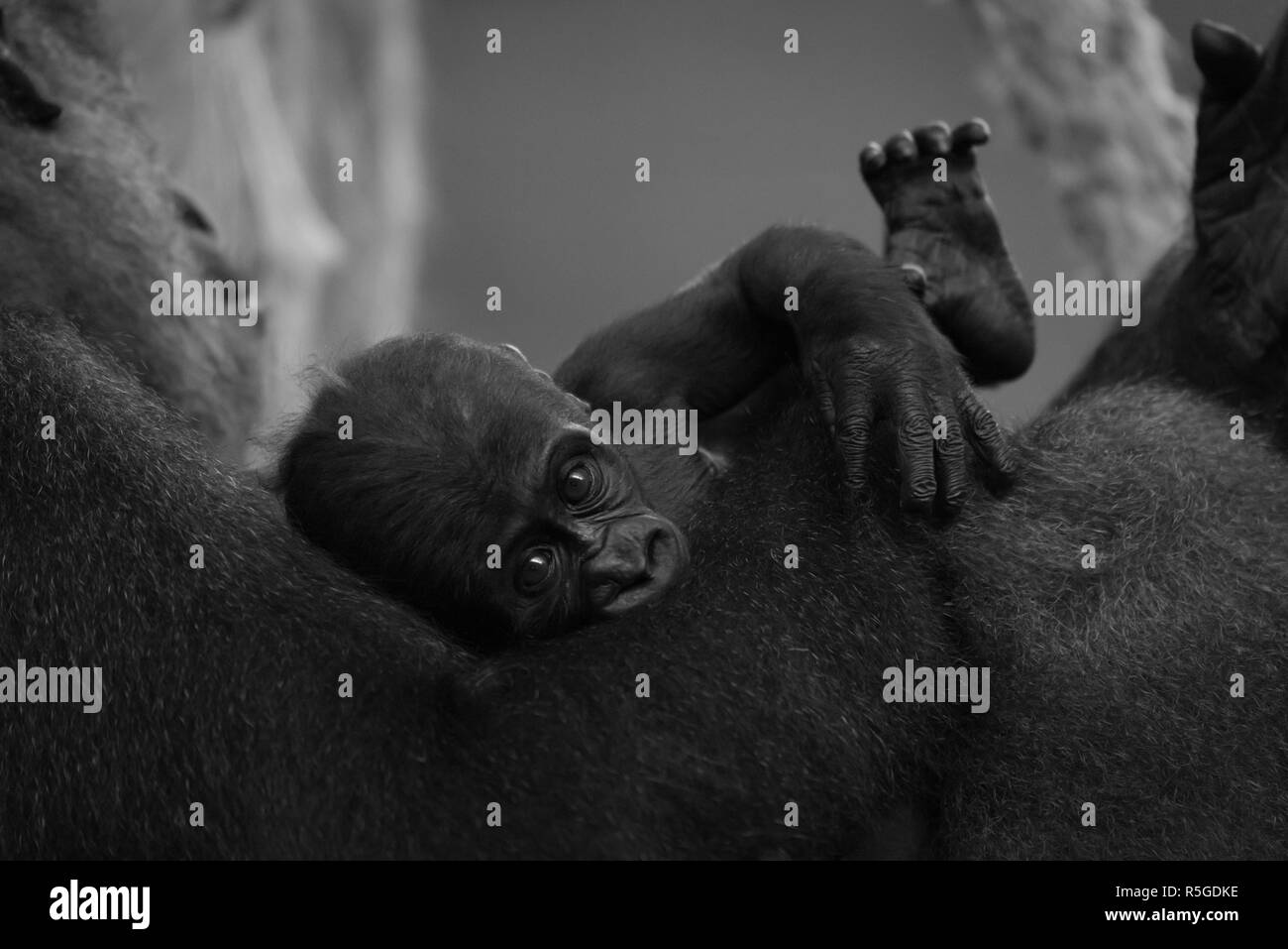 Mono baby gorilla essendo tenuto dalla madre Foto Stock