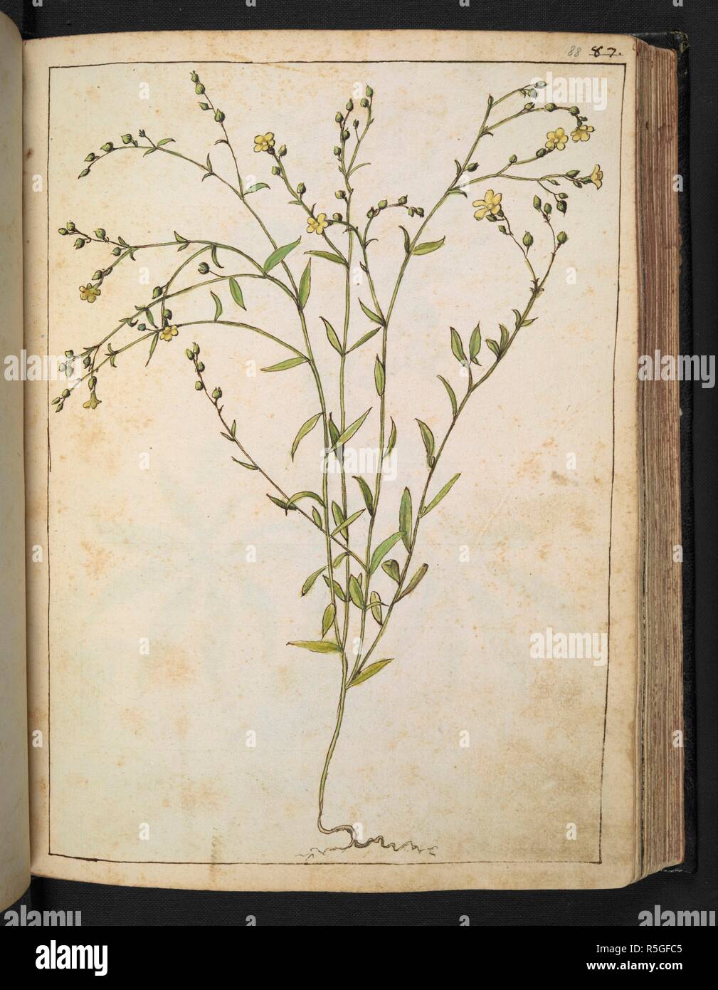 Un impianto con fiori gialli. Disegni colorati di piante, copiato dalla natura negli Stati Romani, da Gerardo Cybo. Vol. I. Pietro Andrea Mattioli, medico, di Siena: estratti dalla sua edizione di Dioscoride' 'de re Medica':. L'Italia, c. 1564-1584. Fonte: Aggiungi. 22332 f.88. Lingua: Italiano. Autore: Cybo, Gheraldo. Foto Stock